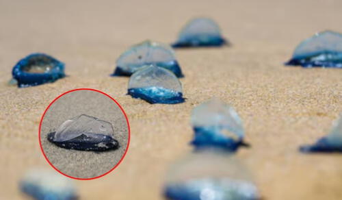 Los residentes cercanos a las playas de California observaron la presencia de estos seres vivos, que son poco comunes en el área. Foto: composición LR.