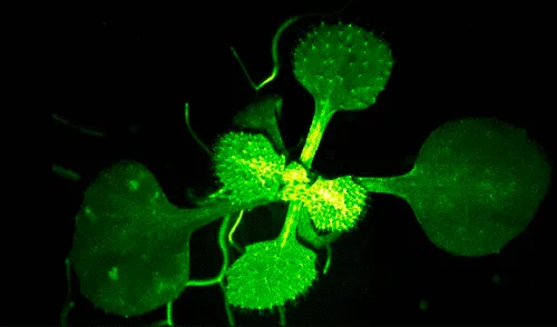 El experimento revela a dos especies de plantas que realizan una comunicación química y casi imperceptible.