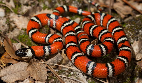 Sellar grietas en paredes, puertas y ventanas, mantener el césped corto y eliminar acumulaciones de leña o escombros son prácticas recomendadas para evitar que las serpientes ingresen al hogar. Foto: iNaturalist Ecuado