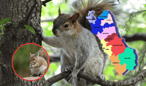 Ardillas invaden Lima y representan un peligro ambiental y abundan en algunos distritos de la capital