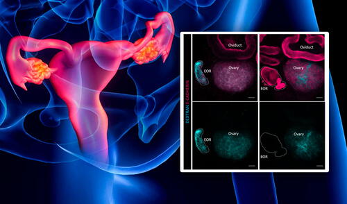 Estudio revela que la red ovárica, estructura que fue catalogada como "inútil", sería clave en la reproducción