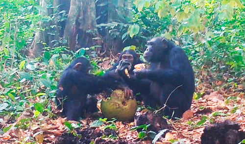 Este comportamiento en chimpancés, sugiere que los antiguos comportamientos de los simios dieron origen al consumo social de alcohol en los humanos.