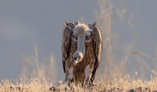 El buitre de Rüppell es un ave carroñera del África que posee el récord de vuelo más alto. Foto: Pexels El buitre de Rüppell es un ave carroñera del África que posee el récord de vuelo más alto.