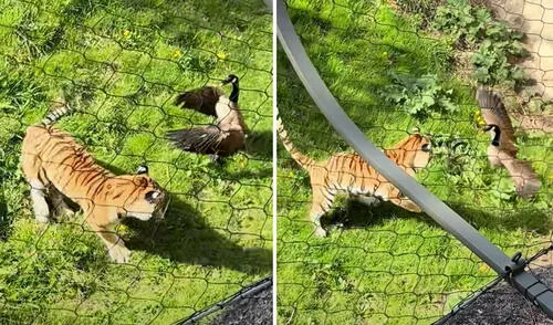 Usuaria captó el preciso instante en que el tigre fue sorprendido por la reacción del ave. Foto: composición LR/ @jnorm2532/@ceciarmy Tigre atacó a un ganso sin imaginar que el ave le ganaría con insólita técnica: "El que mucho habla poco hace"