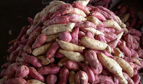 El camote, un tubérculo nutritivo, iguala y supera al plátano en beneficios para la salud, incluyendo el control de la presión arterial y la mejora del sueño.