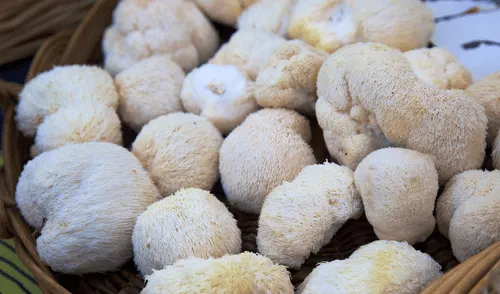 El hongo Hericium erinaceus tendría efectos positivos en la salud cerebral, según estudio.