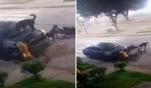Perritos callejeros desmantelaron auto a mordidas y usuarios quedan atónitos: “Como le explico al seguro”