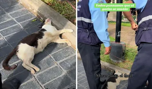 Transeúntes pensaban que gatito del parque Kennedy estaba muerto, pero solo dormía: llegó hasta el Serenazgo