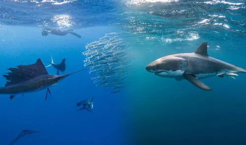 Tiburón Vela es más rápido que el tiburón blanco en las costas de Estados Unidos.