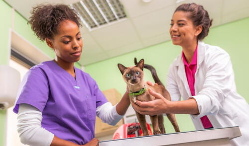 Se resalta que más de 10,000 Médicos Veterinarios Zootecnistas en Perú contribuyen al desarrollo sanitario del país.