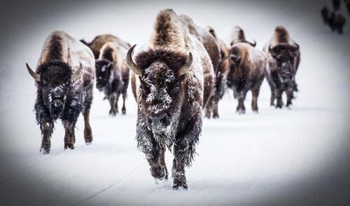 Científicos revelaron que este mamífero logró convertirse en una supermanada después de 120 años