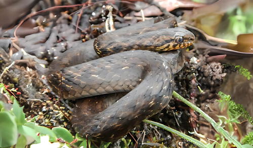 Esta nueva especie de serpiente se distingue por una combinación única de escamas, colores y patrones.
