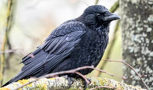Un experimento ha demostrado que las cornejas negras poseen la capacidad de diferenciar figuras geométricas regulares e irregulares.