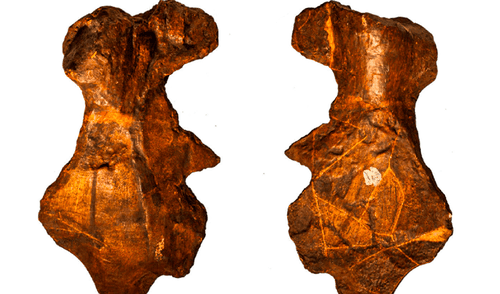 Científicos extraen fósil de un 'dragón marino' y aseguran que sería el mosasaurio más grande hallado en Mississippi