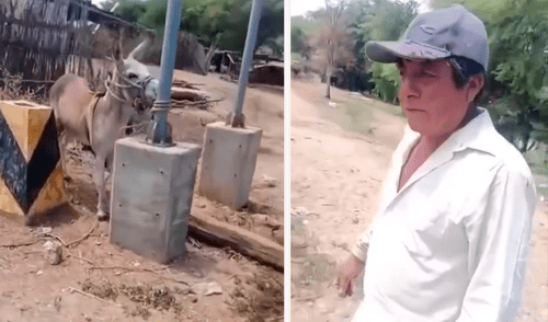 El animal le arrancó el dedo meñique al agricultor. Créditos: Difusión