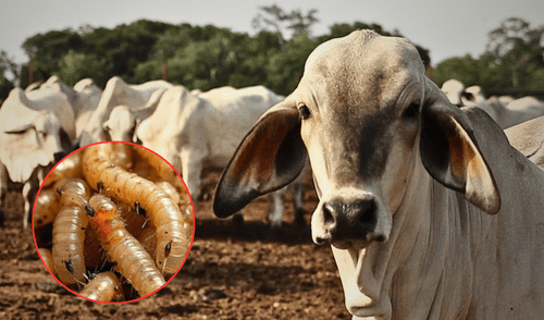 Según informó el USDA, la medida podría entrar en vigor el próximo miércoles 30 de abril. Foto: composición LR/Actualidad Ganadera. Según informó el USDA, la medida podría entrar en vigor el próximo miércoles 30 de abril. Foto: composición LR/Actualidad Ganadera.