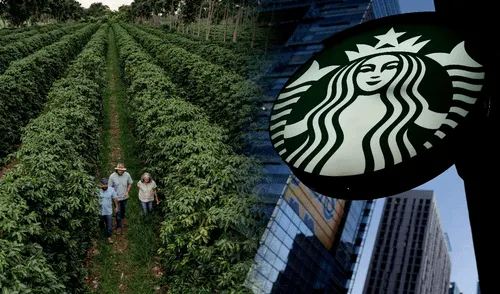 Los trabajadores de Starbucks Brasil demandan las extenuantes jornadas laborales y retrasos de pagos. Foto: composición LR/Jazmin Ceras/Difusión Los trabajadores de Starbucks Brasil demandan las extenuantes jornadas laborales y retrasos de pagos.