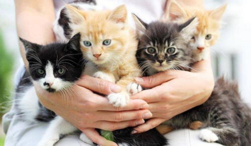 Cada año, la Gatotón incentiva la promoción de nuevas oportunidades para animales urbanos. Foto: difusión