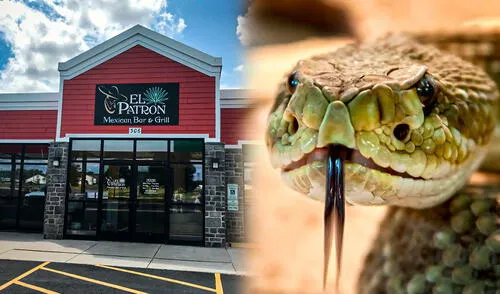 Un restaurante de Virginia traumatizó a una cliente con la presencia de una serpiente. Foto: Composición LR/Facebook/Muy Interesante Un restaurante de Virginia traumatizó a una cliente con la presencia de una serpiente. Foto: Composición LR/Facebook/Muy Interesante