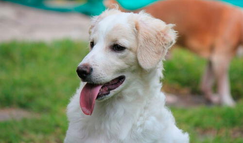 El pelaje de los chiribaya varía entre tonos beige, crema y amarillos, con algunos ejemplares mostrando tonalidades rojizas y negras.