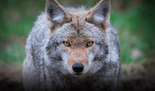 Con la temporada de coyotes cerca en Texas, conoce las principales recomendaciones para mantenerlos lejos de tu hogar y familia. Foto: KTSM 9 News Con la temporada de coyotes cerca en Texas, conoce las principales recomendaciones para mantenerlos lejos de tu hogar y familia. Foto: KTSM 9 News