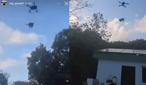 Jóvenes en Xul-Ha, Quintana Roo, México, fueron captados en video elevando a más de tres metros a un perro, mediante un dron. Foto: X (@YoAmoaLaCiencia)