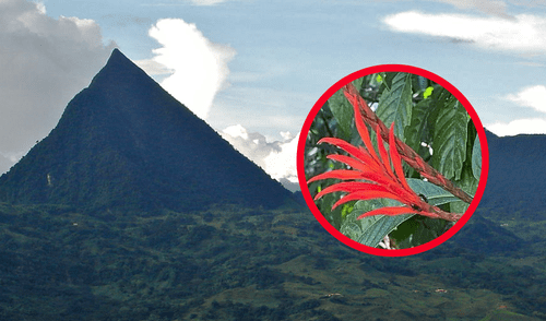 Con la propuesta de convertir el Cerro Tusa en un parque natural, se busca preservar su riqueza biológica y cultural, aunque aún persisten amenazas como la deforestación y el cambio climático. Foto: composición LR