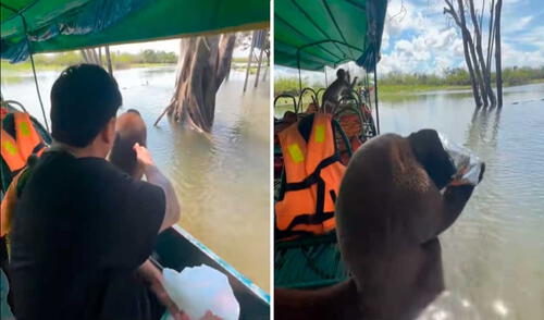 Video tiene miles de vistas en la plataforma. Foto: captura de TikTok/@clips_heracles