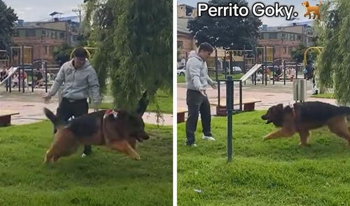 Escena alcanzó más de 10 millones de vistas en redes. Foto: composición LR/ TikTok Joven se reencuentra con su mascota después de 3 años y reacción del can es viral: “Nunca olvidan”