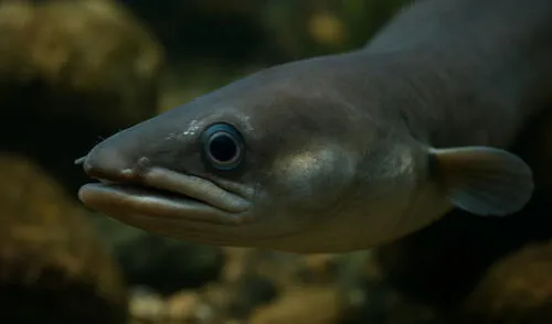 Investigadores han determinado que la vértebra pertenece a un pez que alcanzaría una longitud de aproximadamente de 1,20 metros.