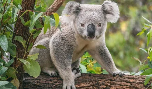 Australia dispuso de francotiradores para eliminar a Koalas en Australia