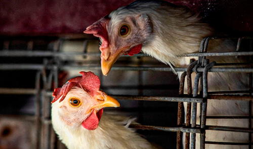 Mientras Europa lo rechaza, estos países de América Latina le compran carne de pollo a Estados Unidos