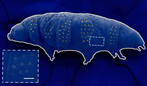 Los tardígrados, apodados osos de agua, miden apenas medio milímetro de largo y pueden sobrevivir prácticamente a todo.