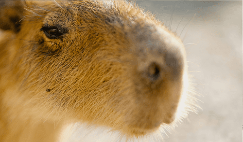 Una experta en biología revela cómo la evolución genética y la adaptación al calor explican por qué los humanos no tienen pelaje como otros mamíferos. Foto: Pexels Una experta en biología revela cómo la evolución genética y la adaptación al calor explican por qué los humanos no tienen pelaje como otros mamíferos.