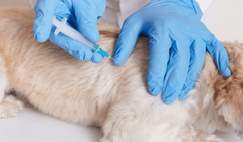 Los concejales buscan que el agresor enfrente cargos, subrayando la urgencia de erradicar la violencia contra los animales en Chile. Foto: Freepik Los concejales buscan que el agresor enfrente cargos, subrayando la urgencia de erradicar la violencia contra los animales en Chile.