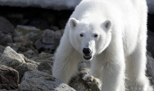 Oso polar persiguió a un hombre armado al sentirse atacado.