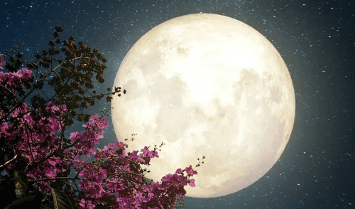 En mayo se podrá apreciar la Luna llena de las flores que se apreciará más pequeña debido a su ubicación.