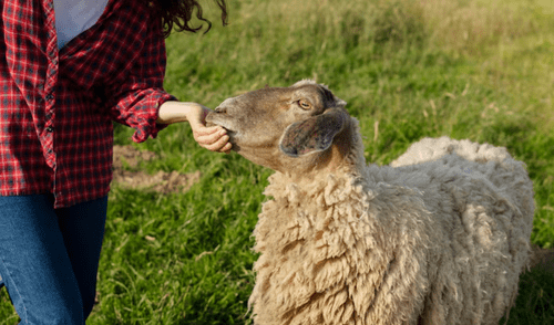 Cryptosporidium es un parásito común en heces de animales infectados y puede provocar criptosporidiosis, que causa infecciones gastrointestinales. Foto: Freepik Cryptosporidium es un parásito común en heces de animales infectados y puede provocar criptosporidiosis, que causa infecciones gastrointestinales.