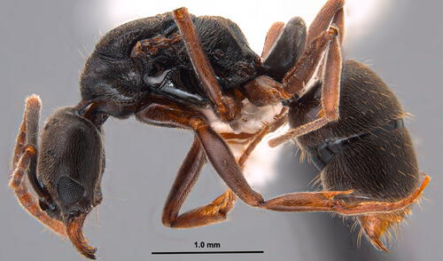 Una hormiga se expande por Estados Unidos causando preocupación en ciudadanos. Hormiga venenosa llega a varias zonas de Estados Unidos, Nueva York entre ellas, y expertos comparten sugerencias.