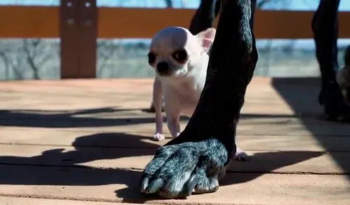 Pearl es el perro vivo más pequeño del mundo. Foto: El Mundo Pearl es el perro vivo más pequeño del mundo. Foto: El Mundo