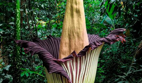 La investigación, publicada en la revista Annals of Botany, revela que la especie posee una diversidad genética extremadamente limitada. Foto: Biólogos revelan la razón genética que extingue a la 'flor cadáver', la planta con olor a carne podrida