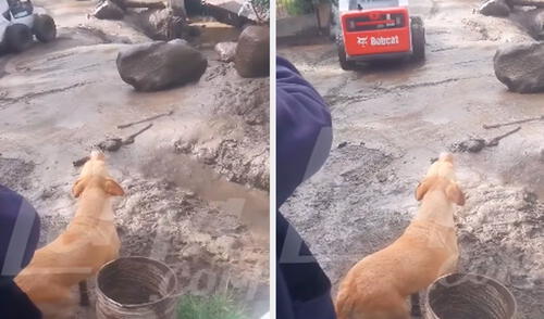 La mascota conmovió el corazón de miles de usuarios al verlo aullando en búsqueda de su dueño sepultado por el lodo. Foto: composición LR/ TikTok / @chotatvnoticias La mascota conmovió el corazón de miles de usuarios al verlo aullando en búsqueda de su dueño sepultado por el lodo.
