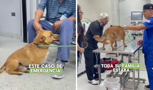 Intervención fue realizada en MUNIVET Clínica Veterinaria Social de Jesús María en Lima. Foto: composición LR/ TikTok/@munivet1 Dueños sacaron a pasear a su perrito, pero al volver descubrieron algo extraño: "Tengan mucho cuidado"