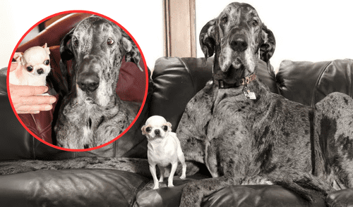 Reginald mide 99 cm y Pearl apenas 9,1 cm; convivieron dos días en una granja de Idaho sin problemas.
