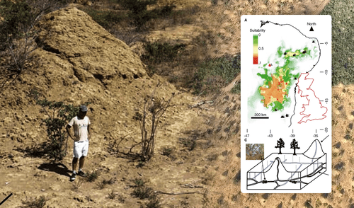 Descubren en Sudamérica enormes estructuras construidas por pequeños insectos, según estudio científico