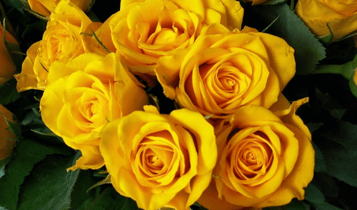 El análisis genético descubre que las flores eran originalmente amarillas y no rojas.