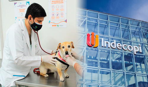 Indecopi estableció una multa de 2.3 UIT, lo que equivale a S/11.385 y concluyó que la atención ofrecida por los estudiantes no fue adecuada.