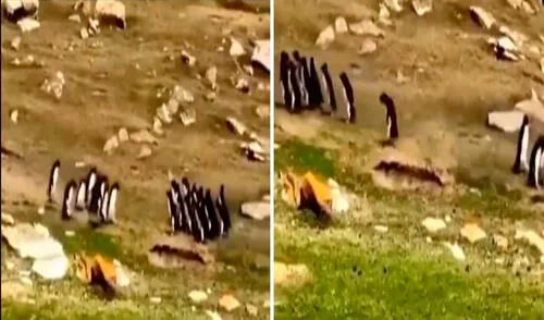 Video es tendencia en redes sociales. Foto: captura de TikTok/@ceciarmy