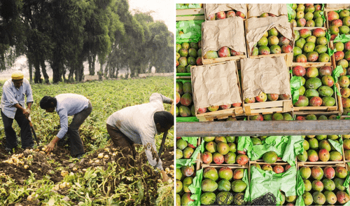 El Midagri informó que el sector agropecuario creció 4% en el primer trimestre de 2025. Foto: composición LR/Andina El Midagri informó que el sector agropecuario creció 4% en el primer trimestre de 2025.
