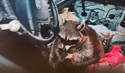 La ley de mascotas exóticas en Estados Unidos permite mapaches, pero su uso en tráfico de drogas en Ohio plantea dudas legales. El tráfico de drogas en Estados Unidos, sigue siendo un desafío, como demuestra la detención en Ohio con metanfetamina y un mapache.